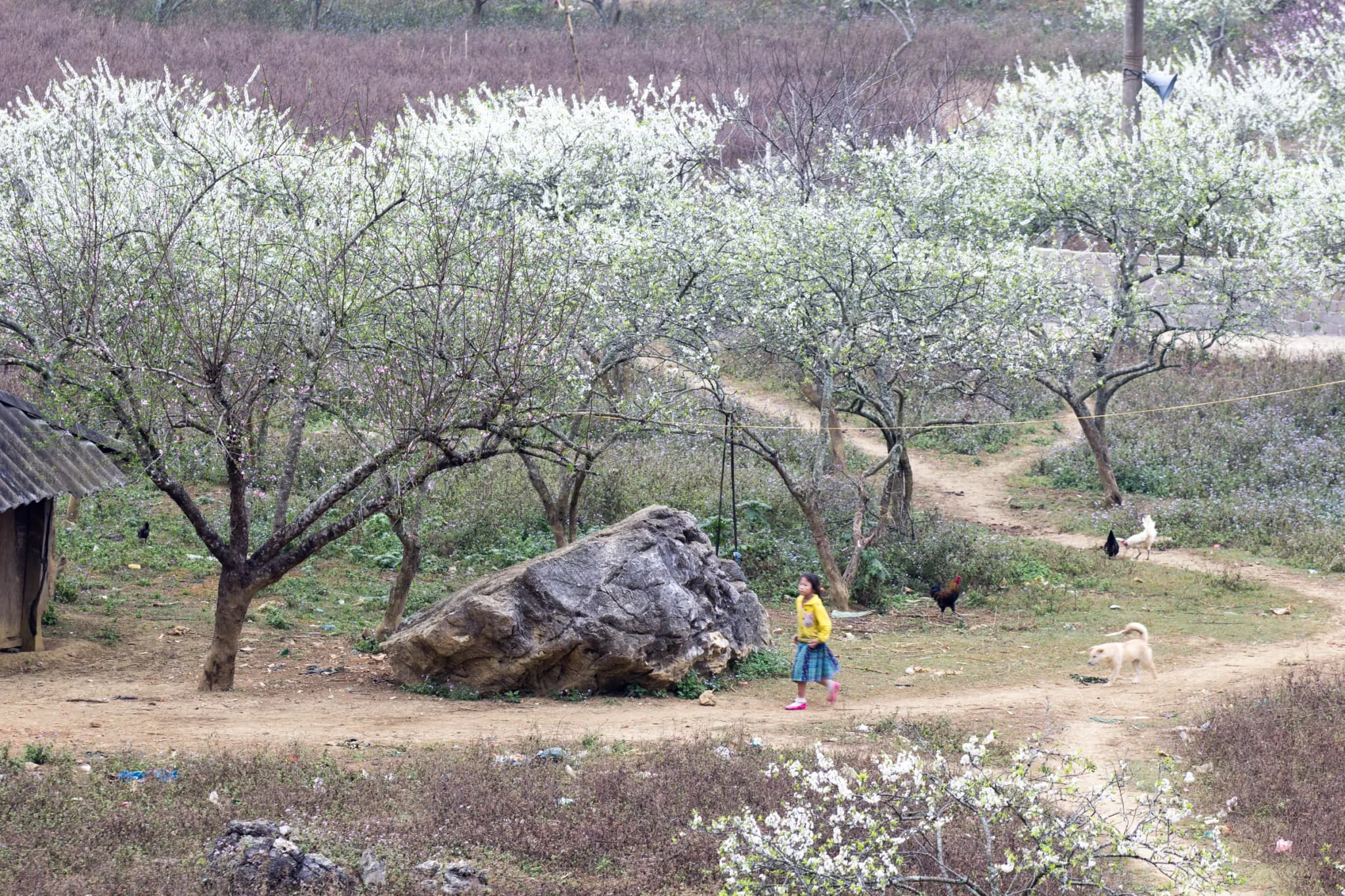 Bản Pa Phách 12
