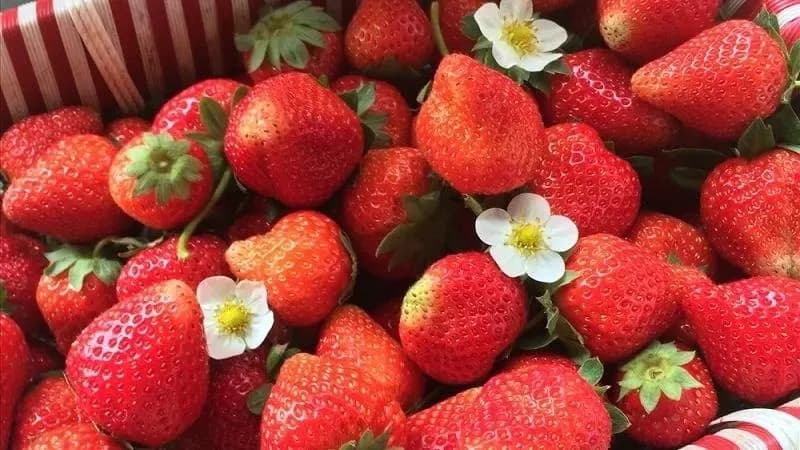 Quà tặng Bản Pa Phách