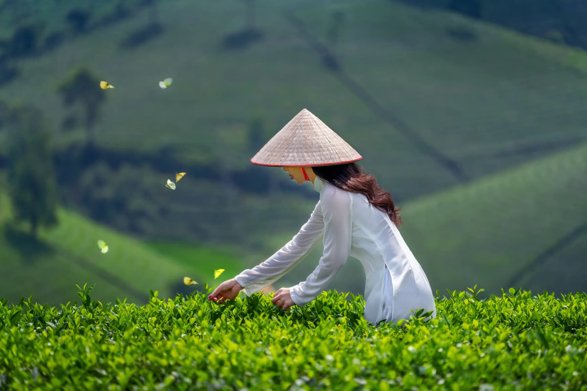 Đồi chè Ô Long - Sapa 3