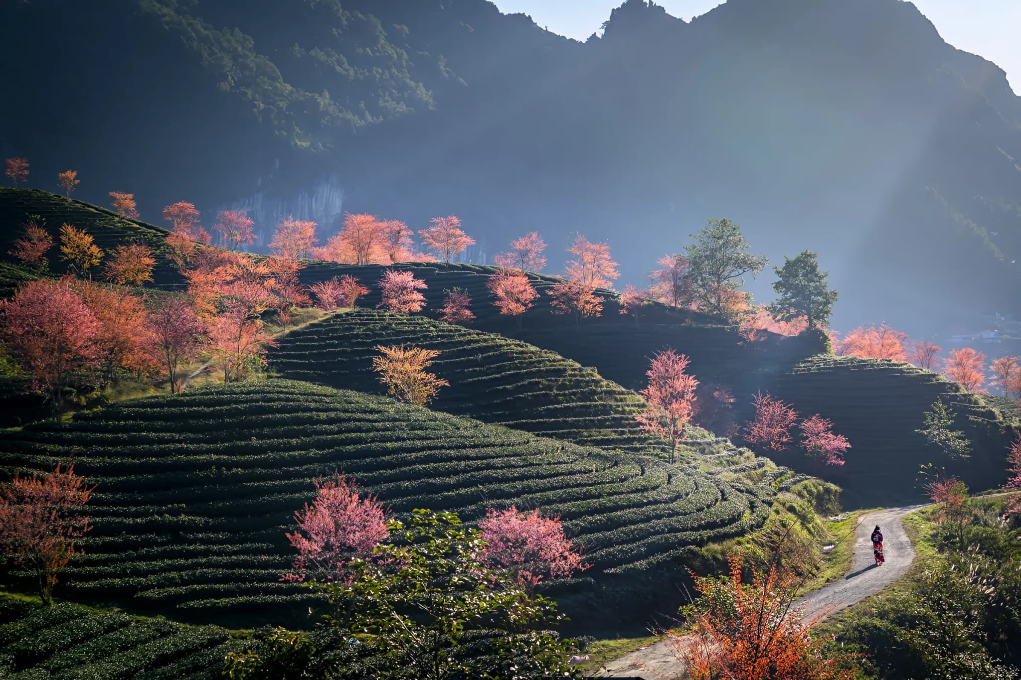 Đồi chè Ô Long - Sapa 6