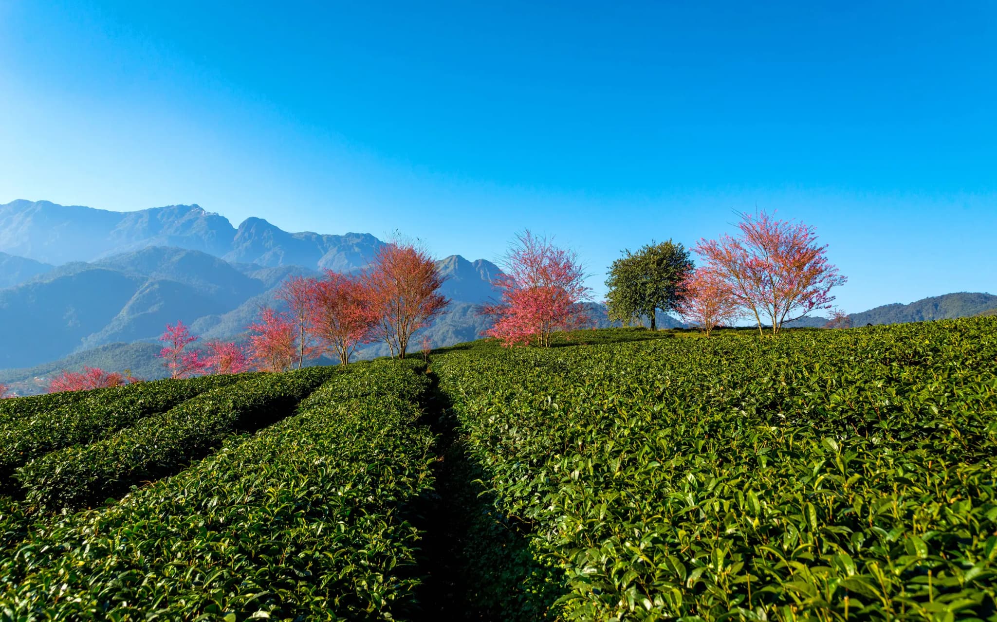 Cẩm nang du lịch Đồi chè Ô Long - Sapa