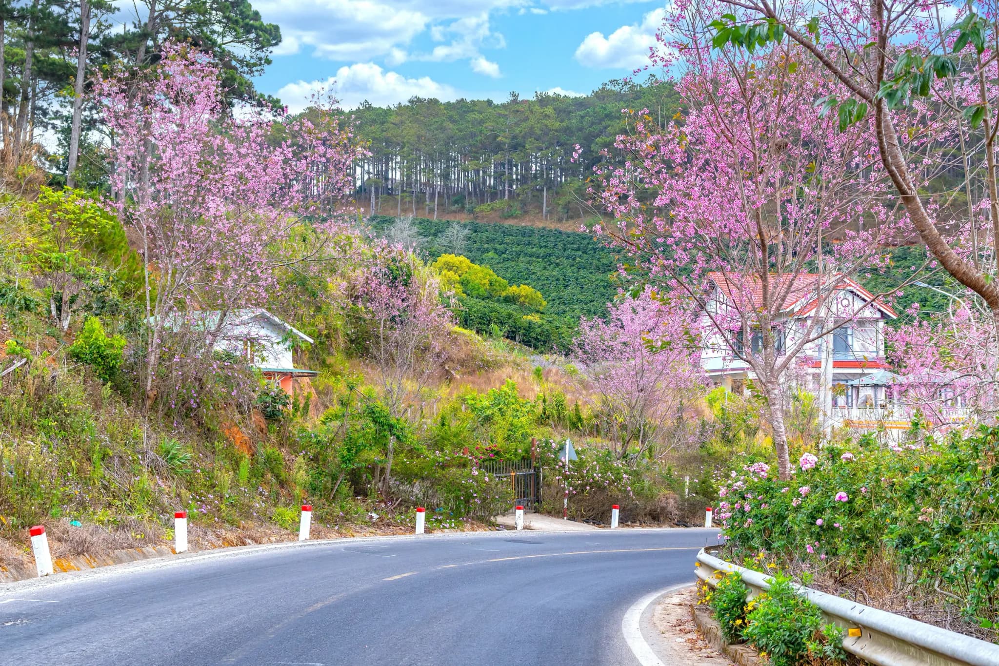 Đà Lạt 5
