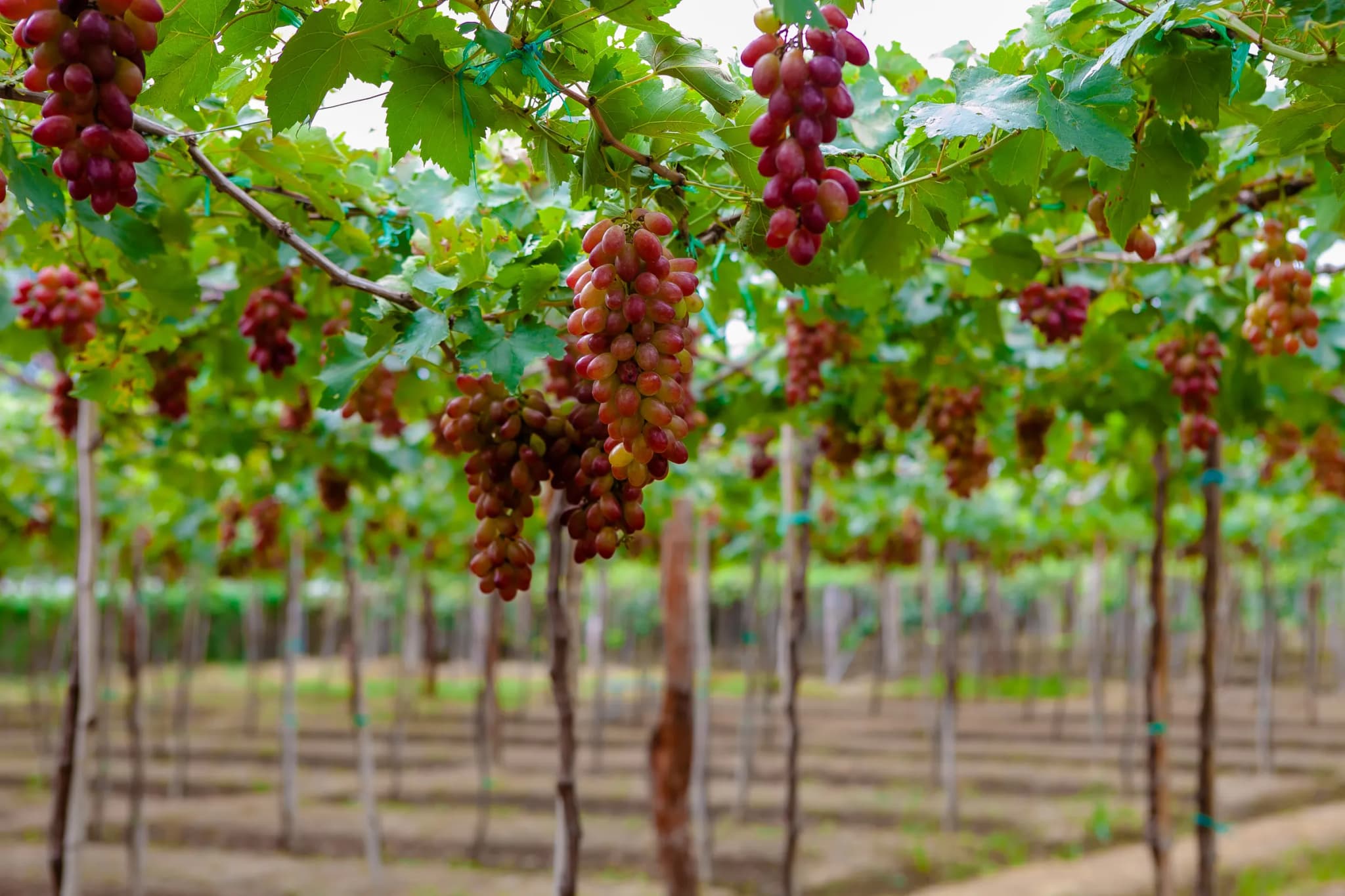 Quà tặng Đầm Nại