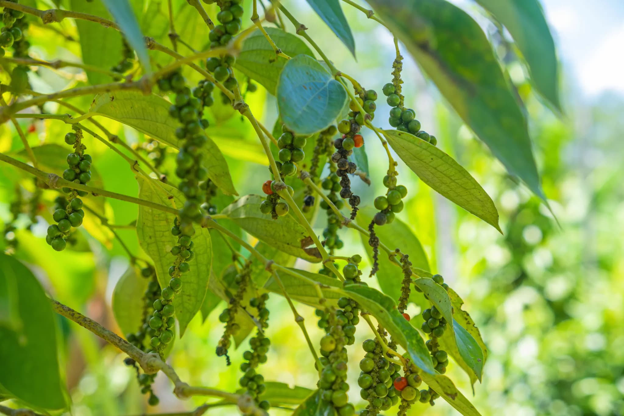 Quà tặng Phú Quốc