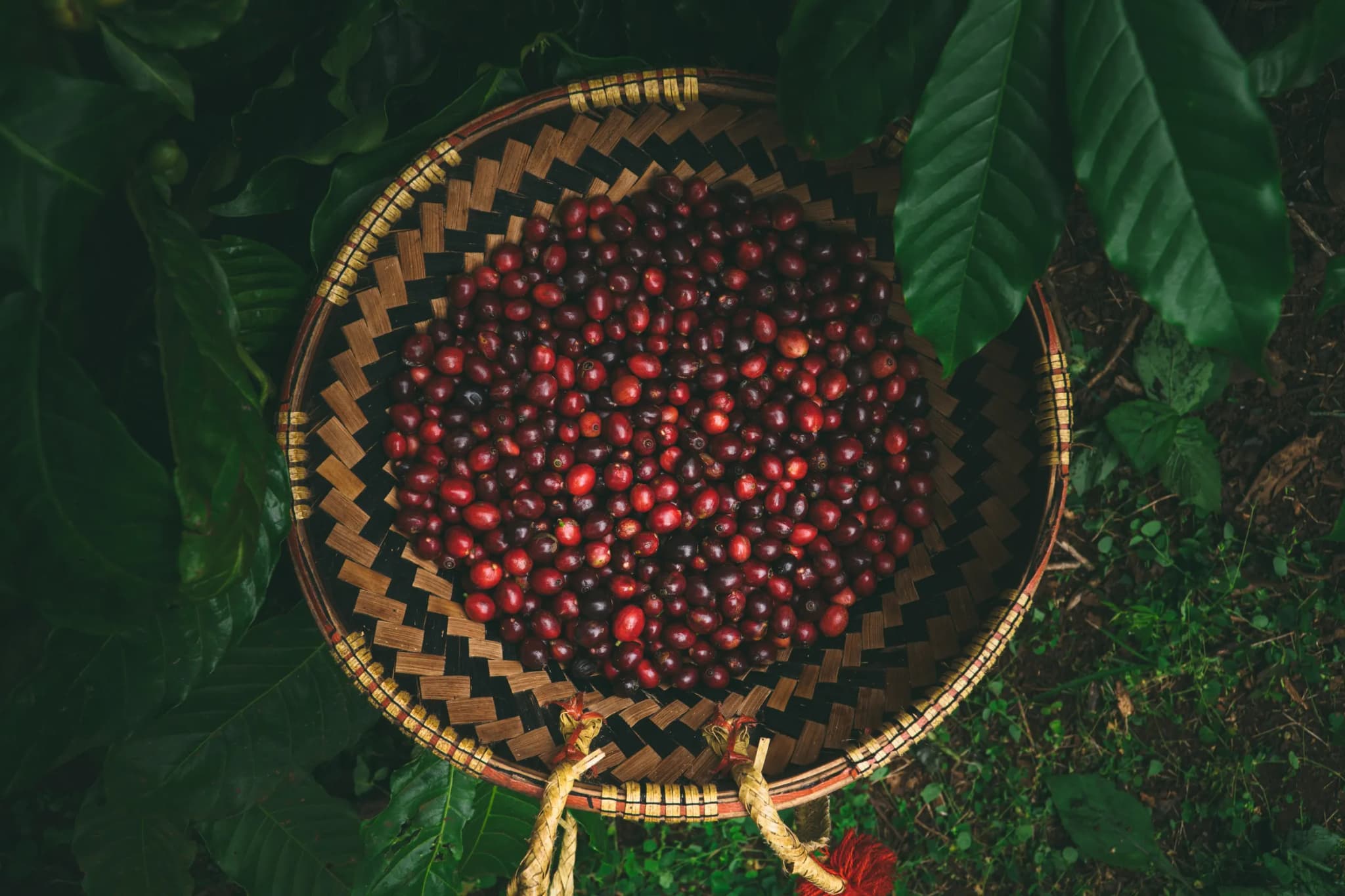 Quà tặng Buôn Ma Thuột