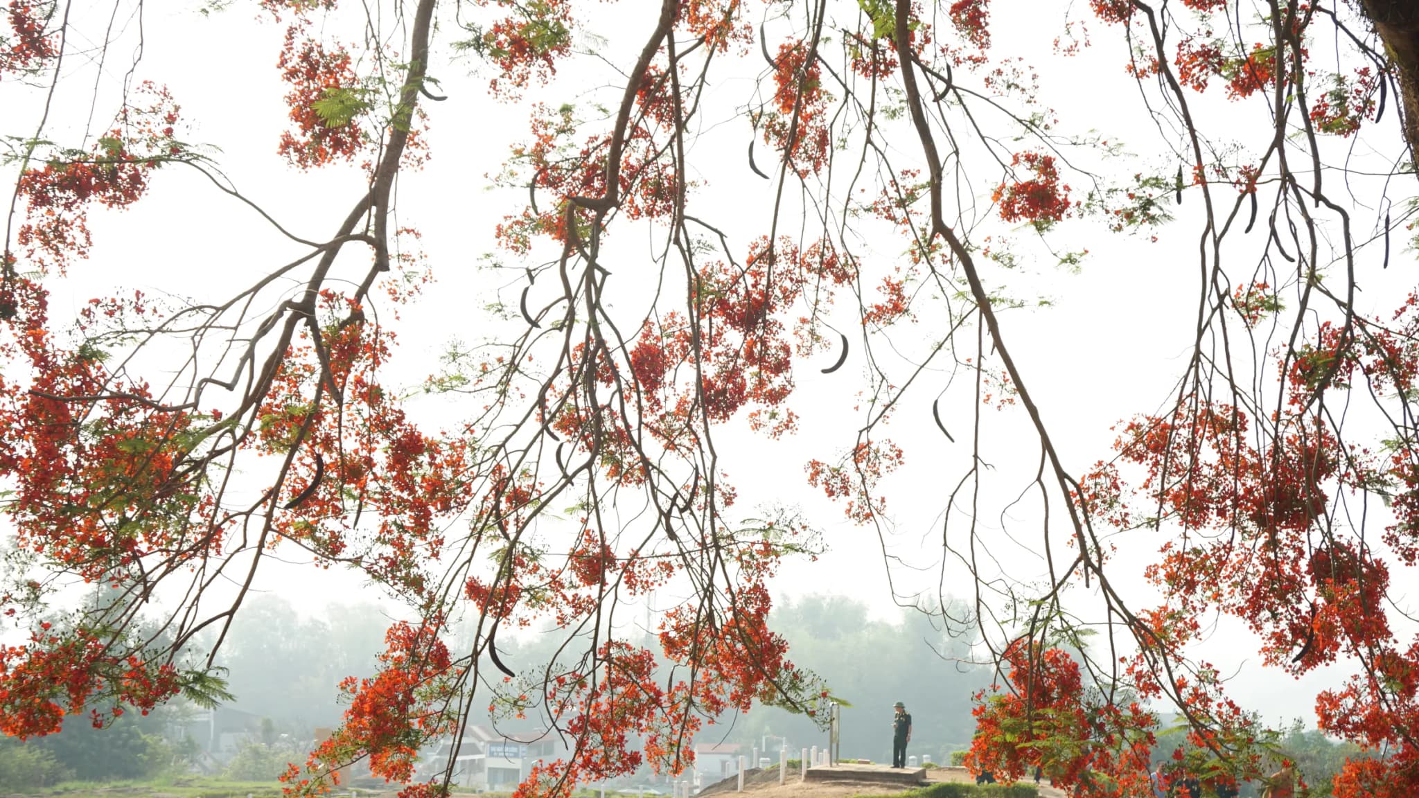 Điện Biên Phủ 10