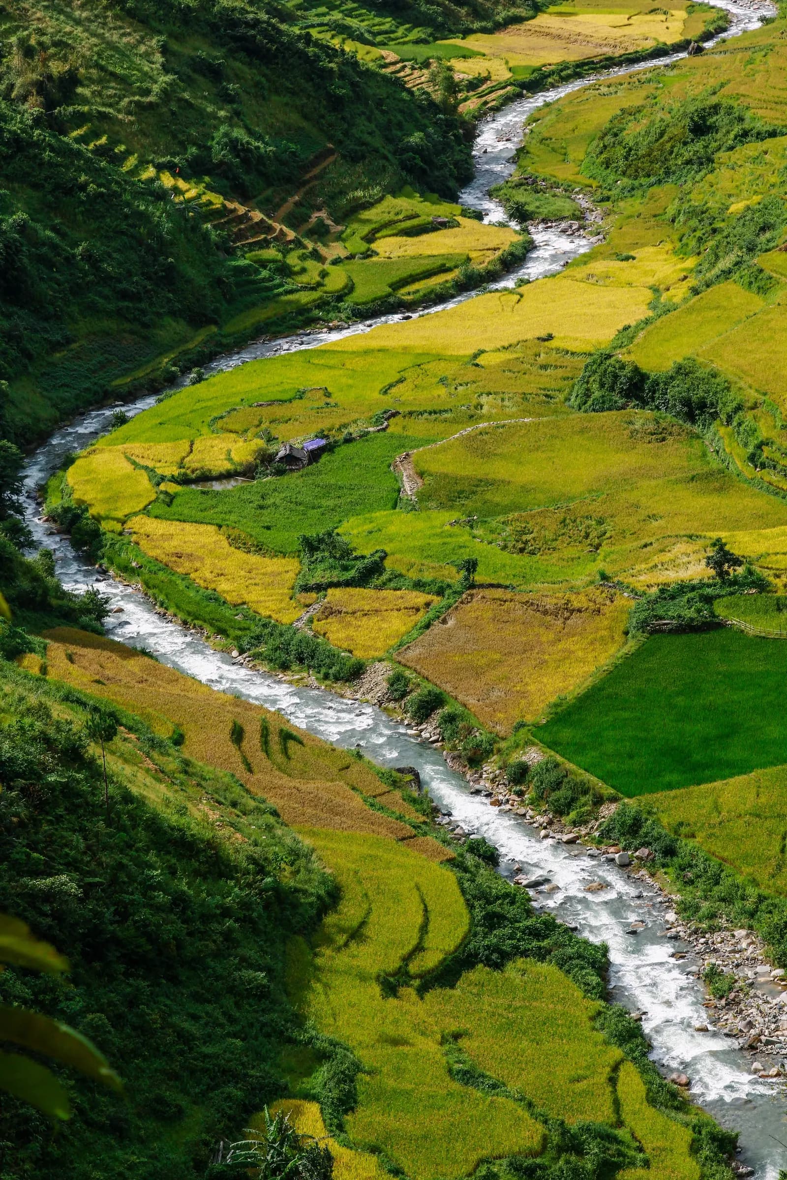 Mù Cang Chải 3