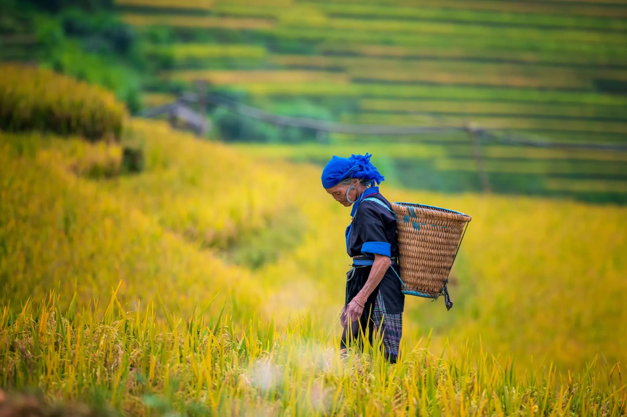 Mù Cang Chải 4