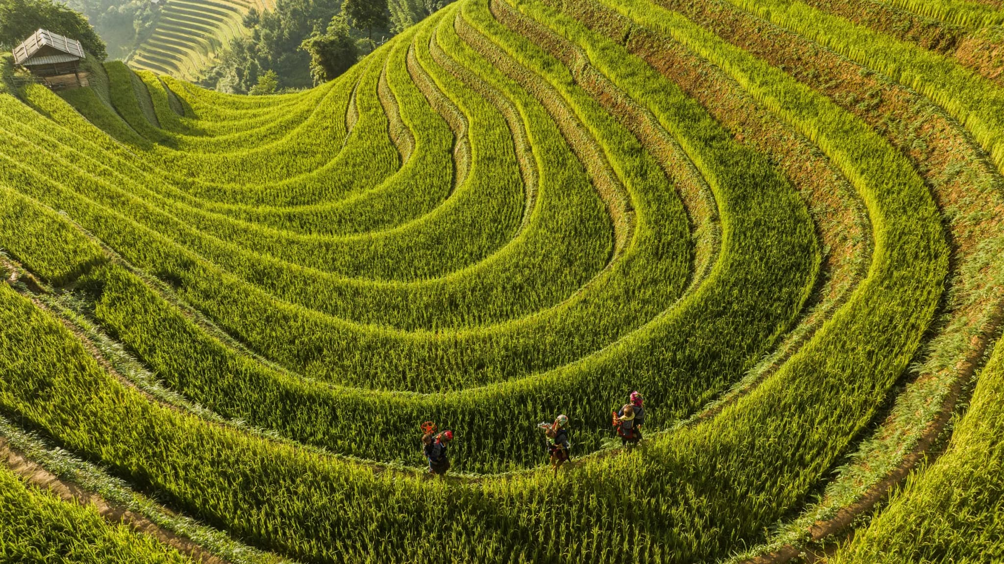 Mù Cang Chải 6