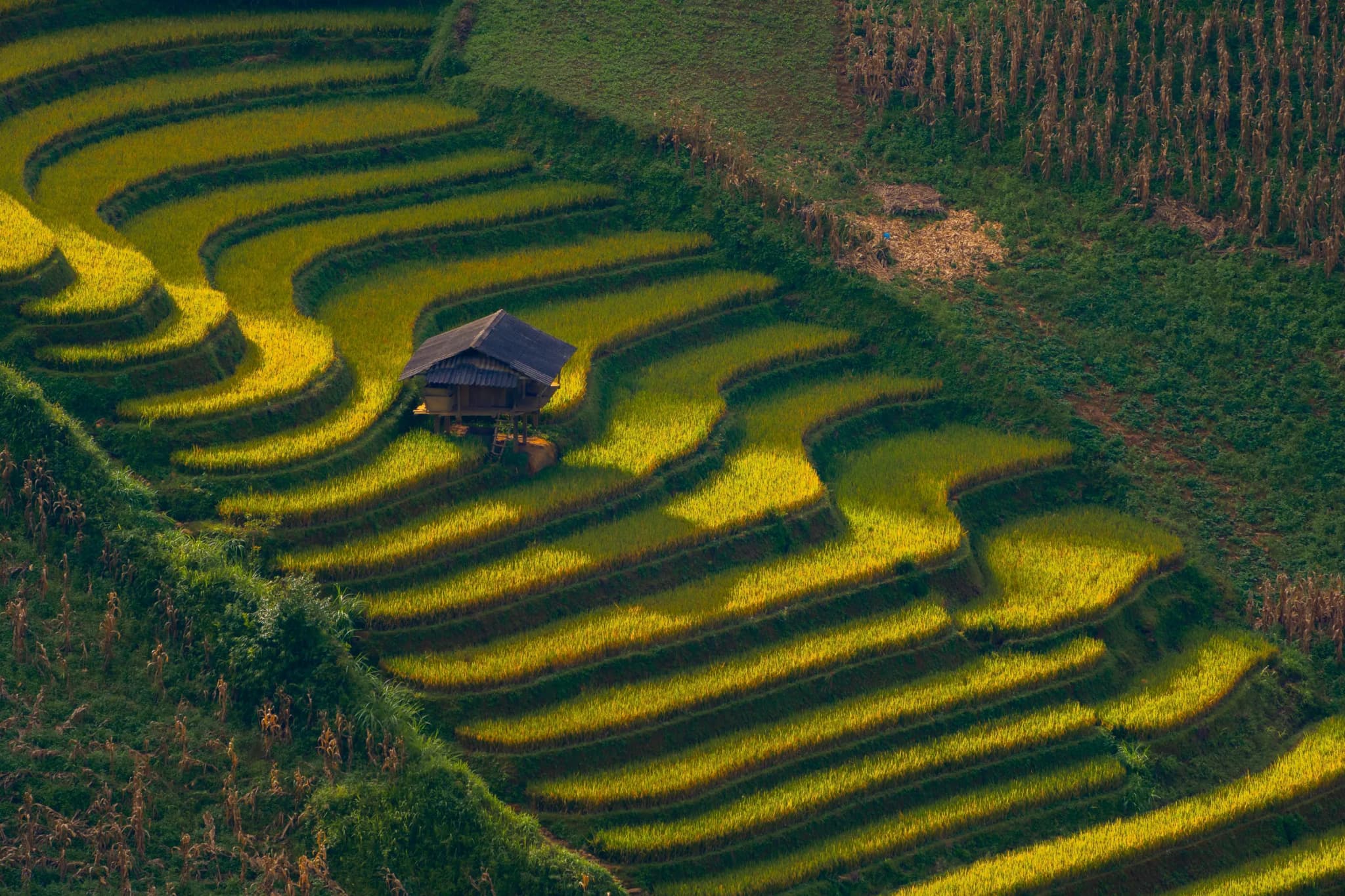 Mù Cang Chải 8