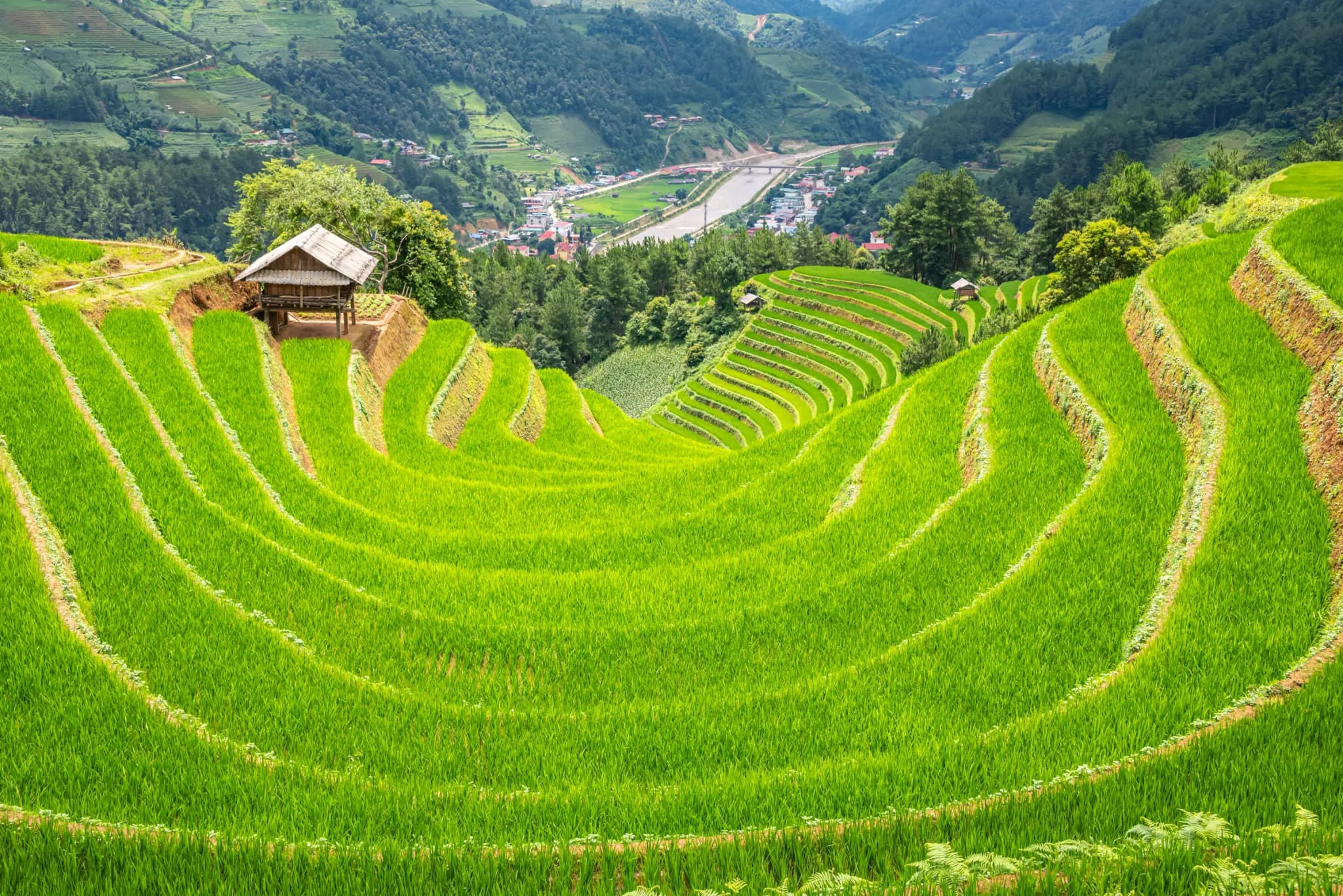 Mù Cang Chải 9