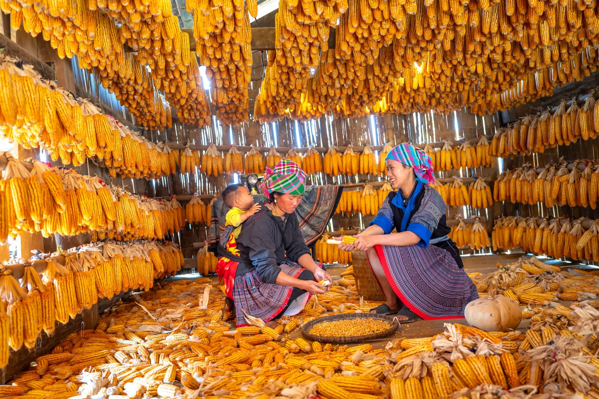 Mù Cang Chải 12