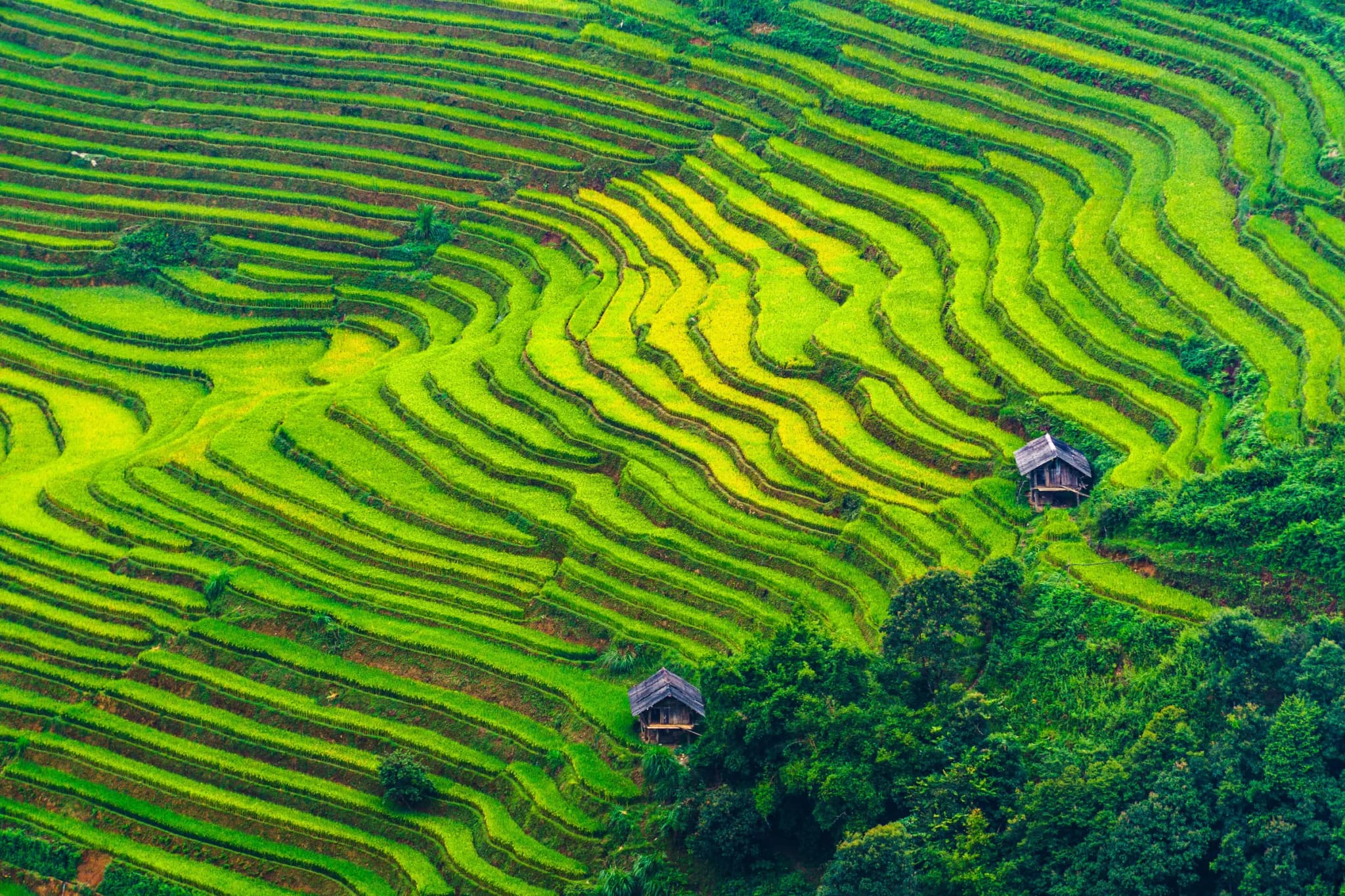 Mù Cang Chải 13