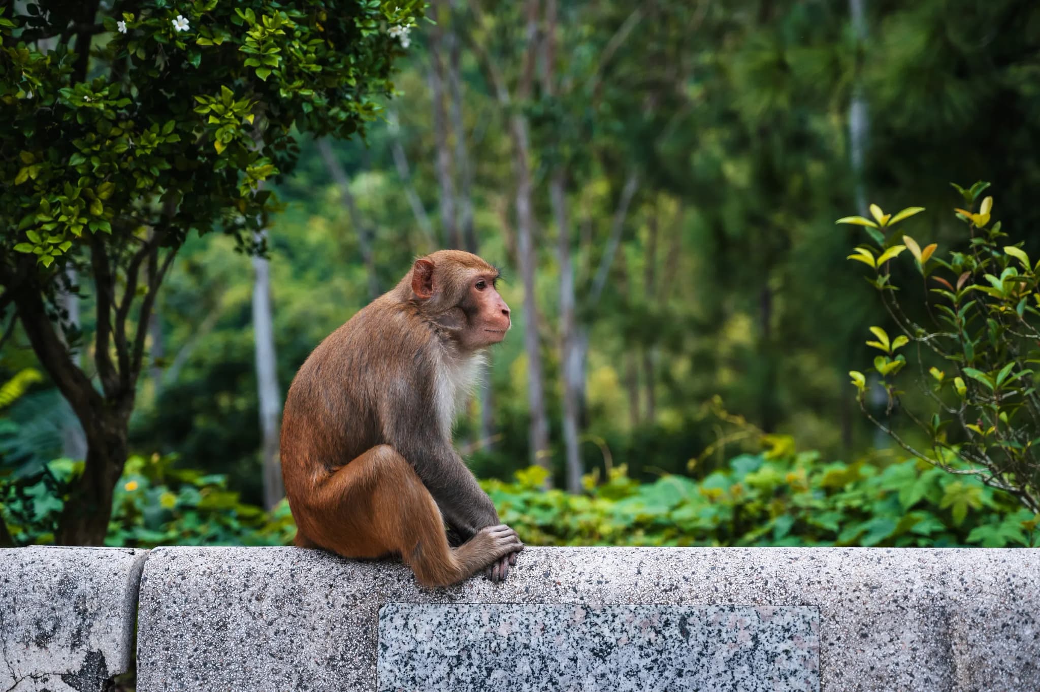 Bán đảo Sơn Trà 6
