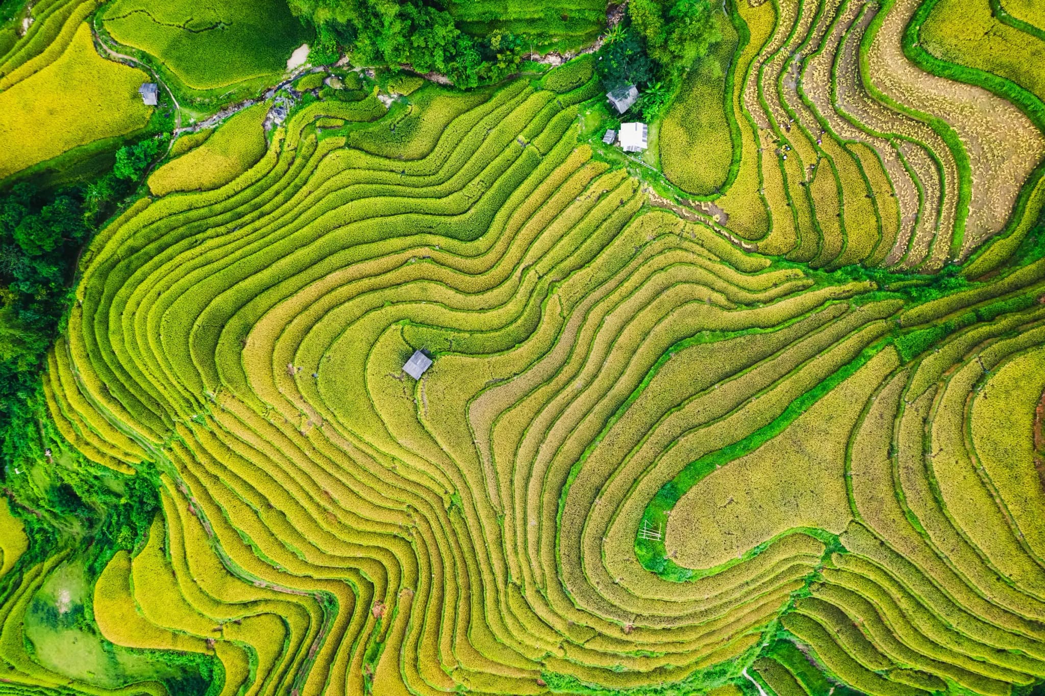 Hoàng Su Phì 6