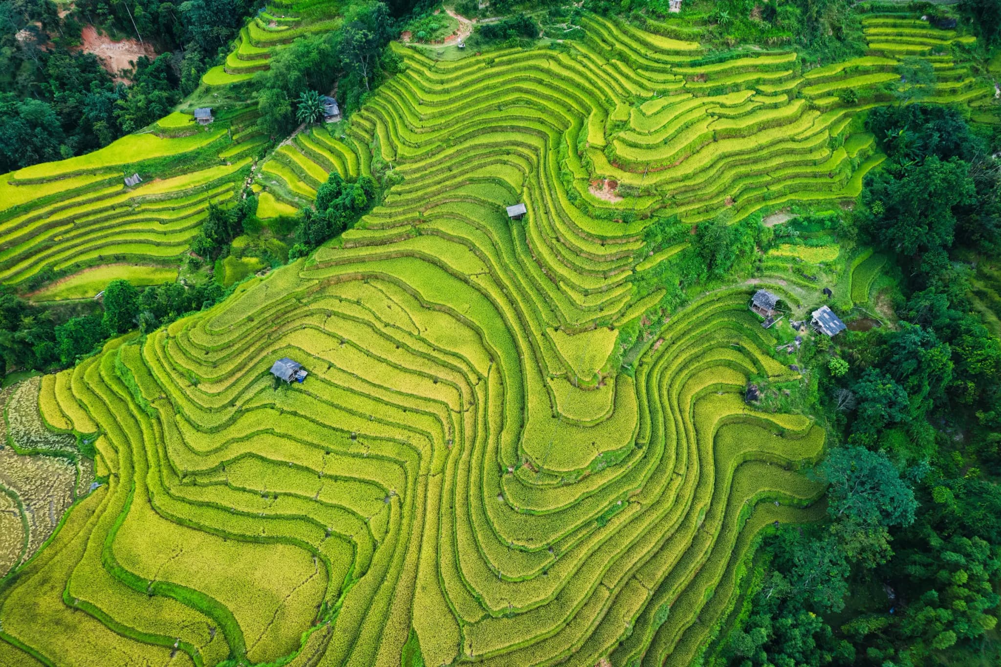 Hoàng Su Phì 7