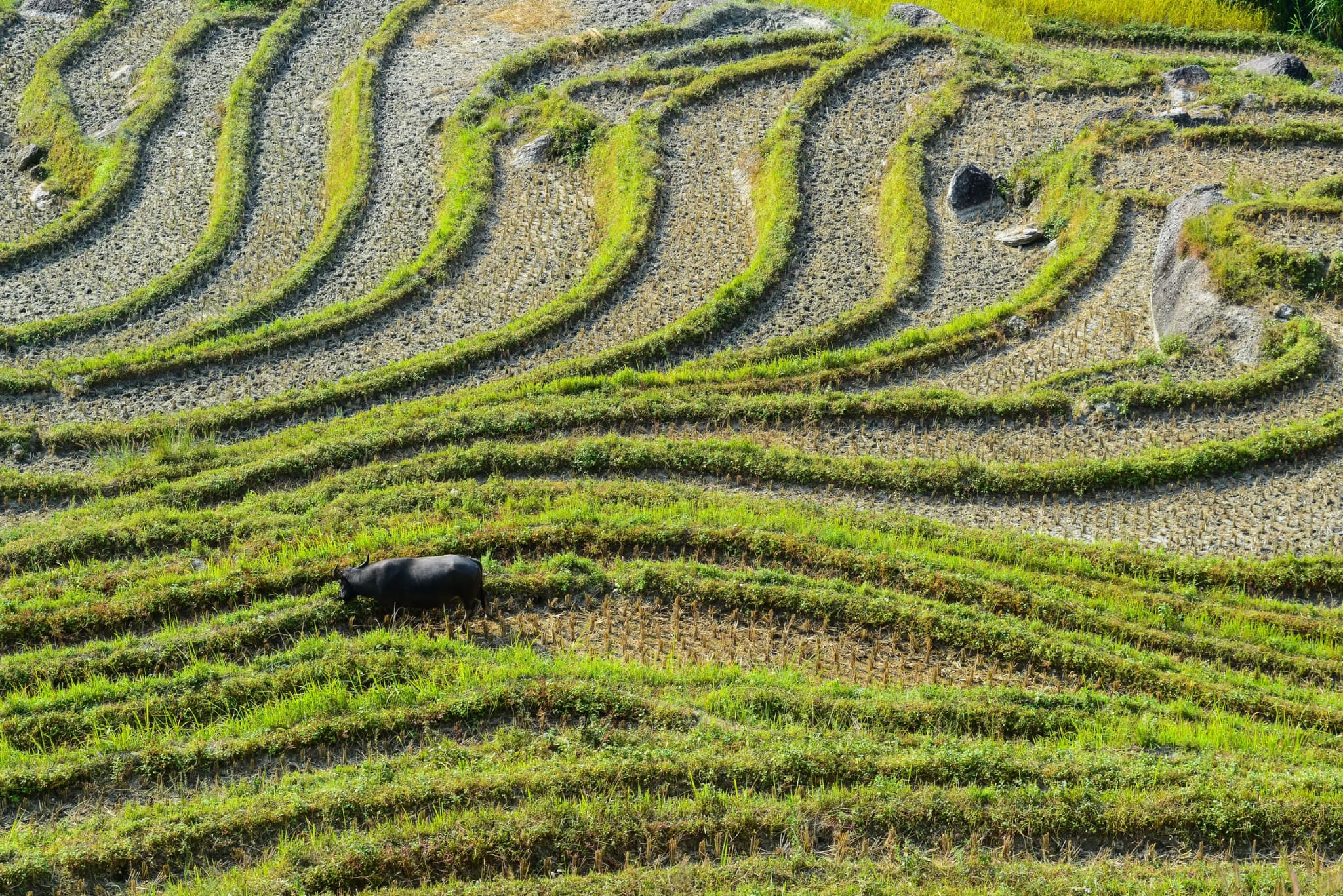 Hoàng Su Phì 10