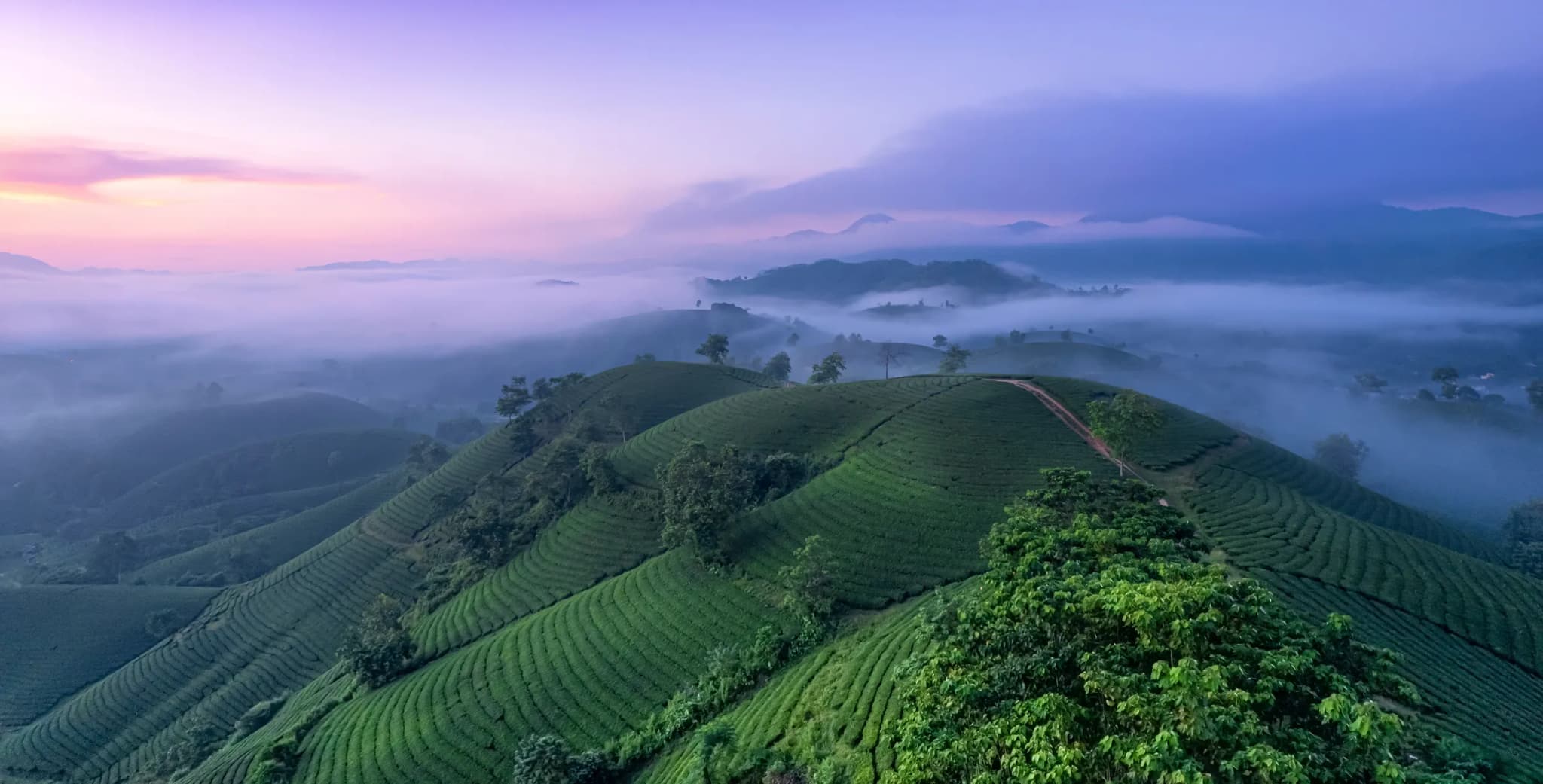 Đồi chè Long Cốc 2