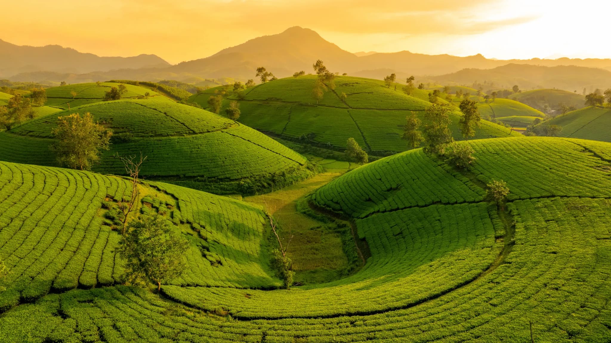 Đồi chè Long Cốc 5