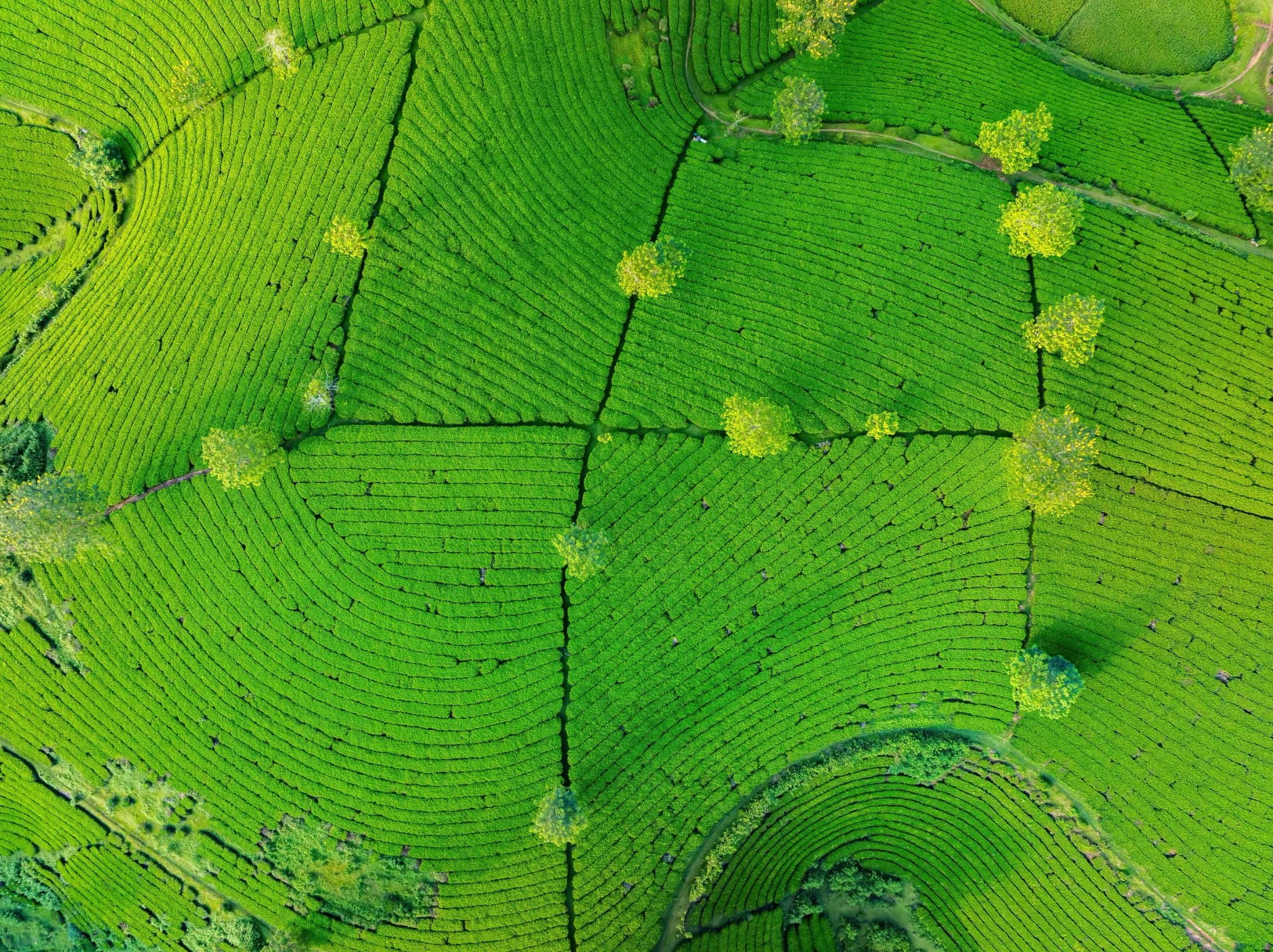 Đồi chè Long Cốc 9