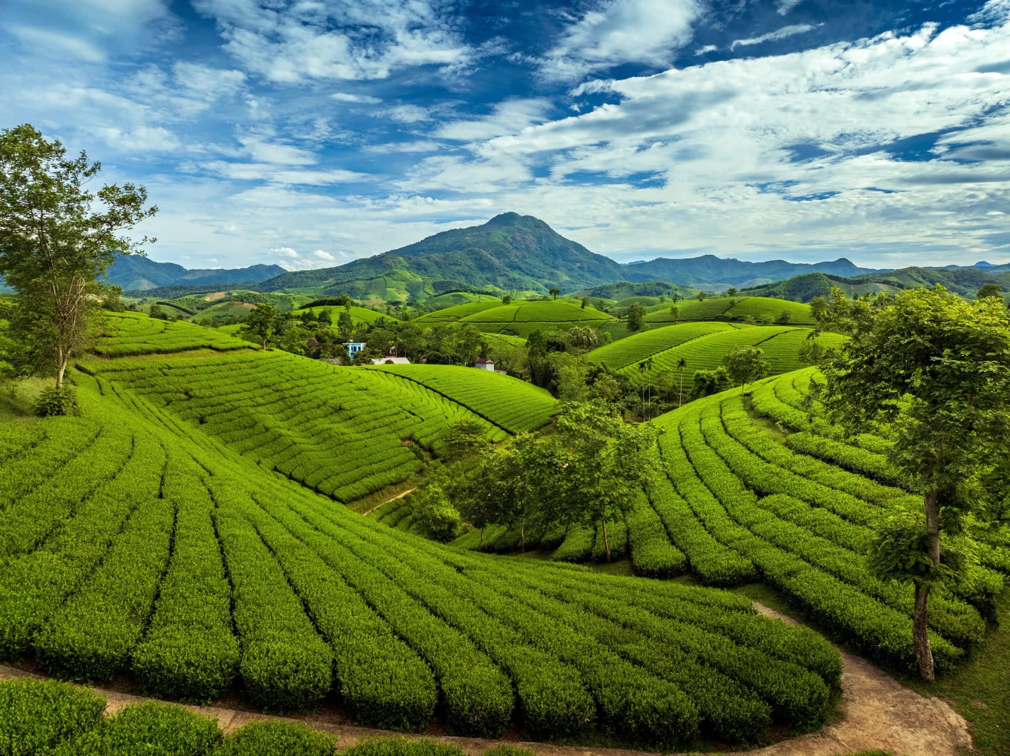 Đồi chè Long Cốc 11
