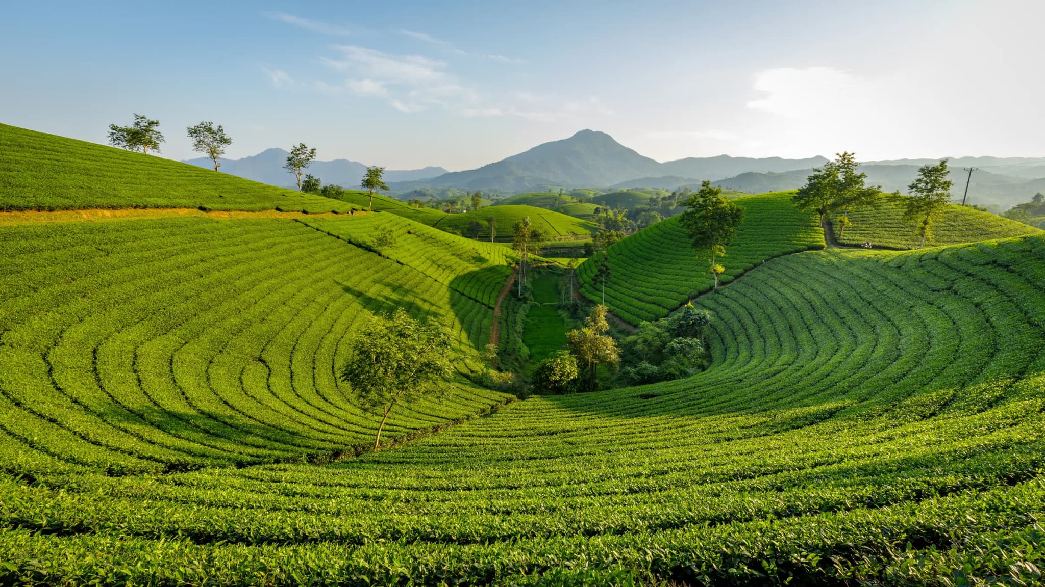 Đồi chè Long Cốc 12