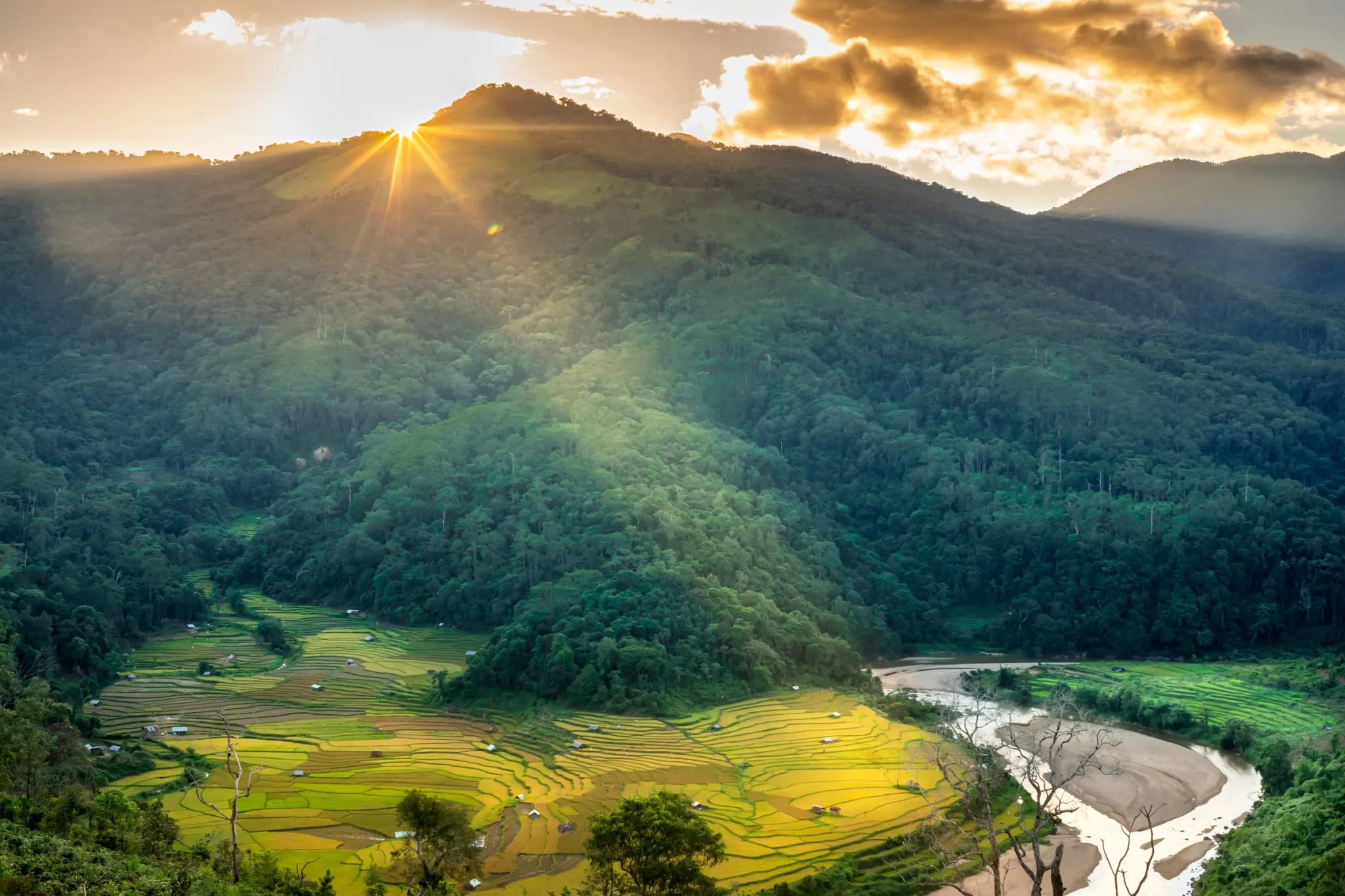 Măng đen 3