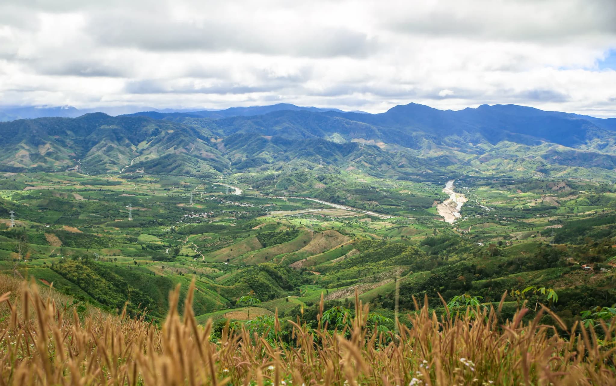 Măng đen 6