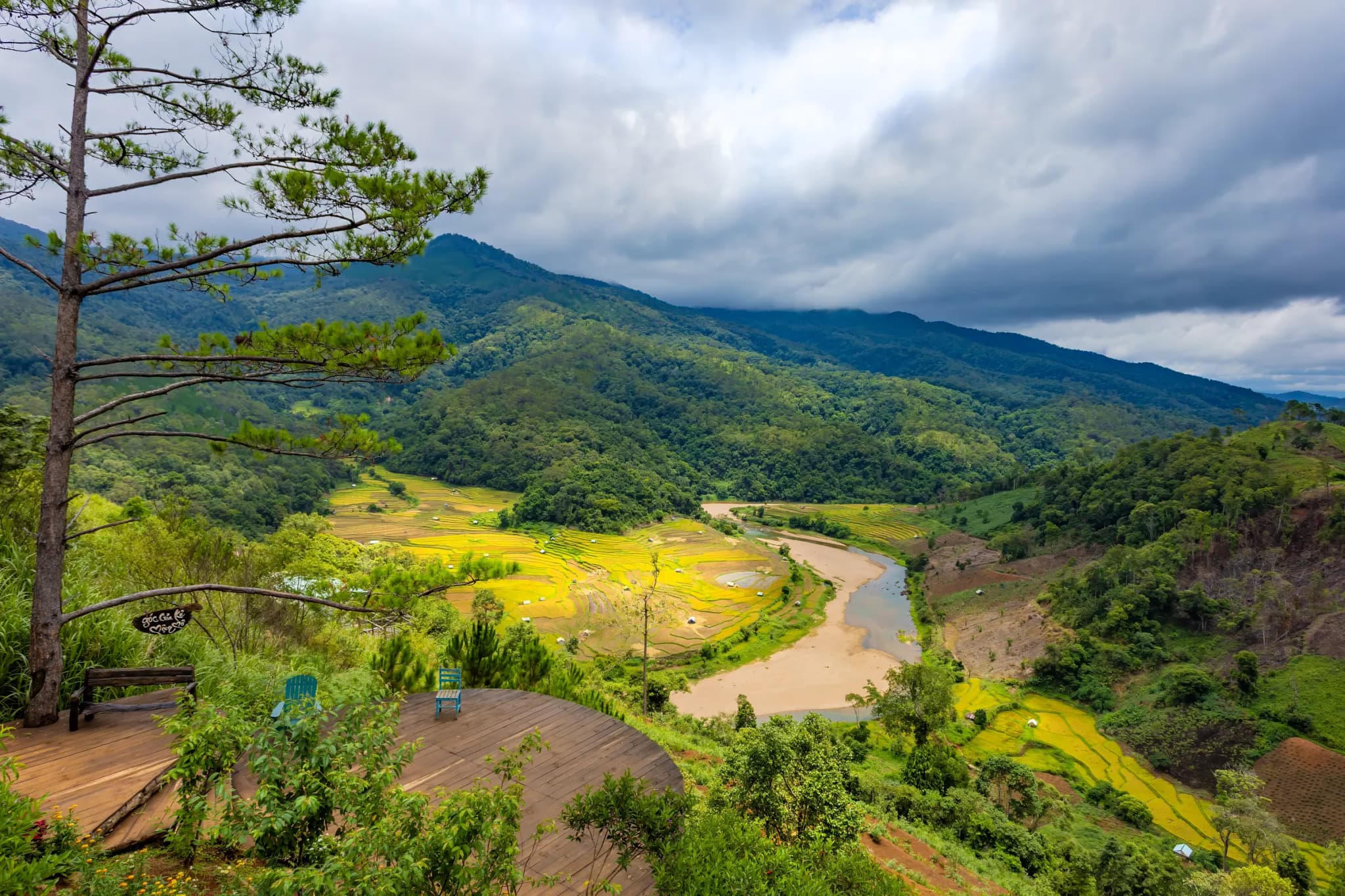 Măng đen 8