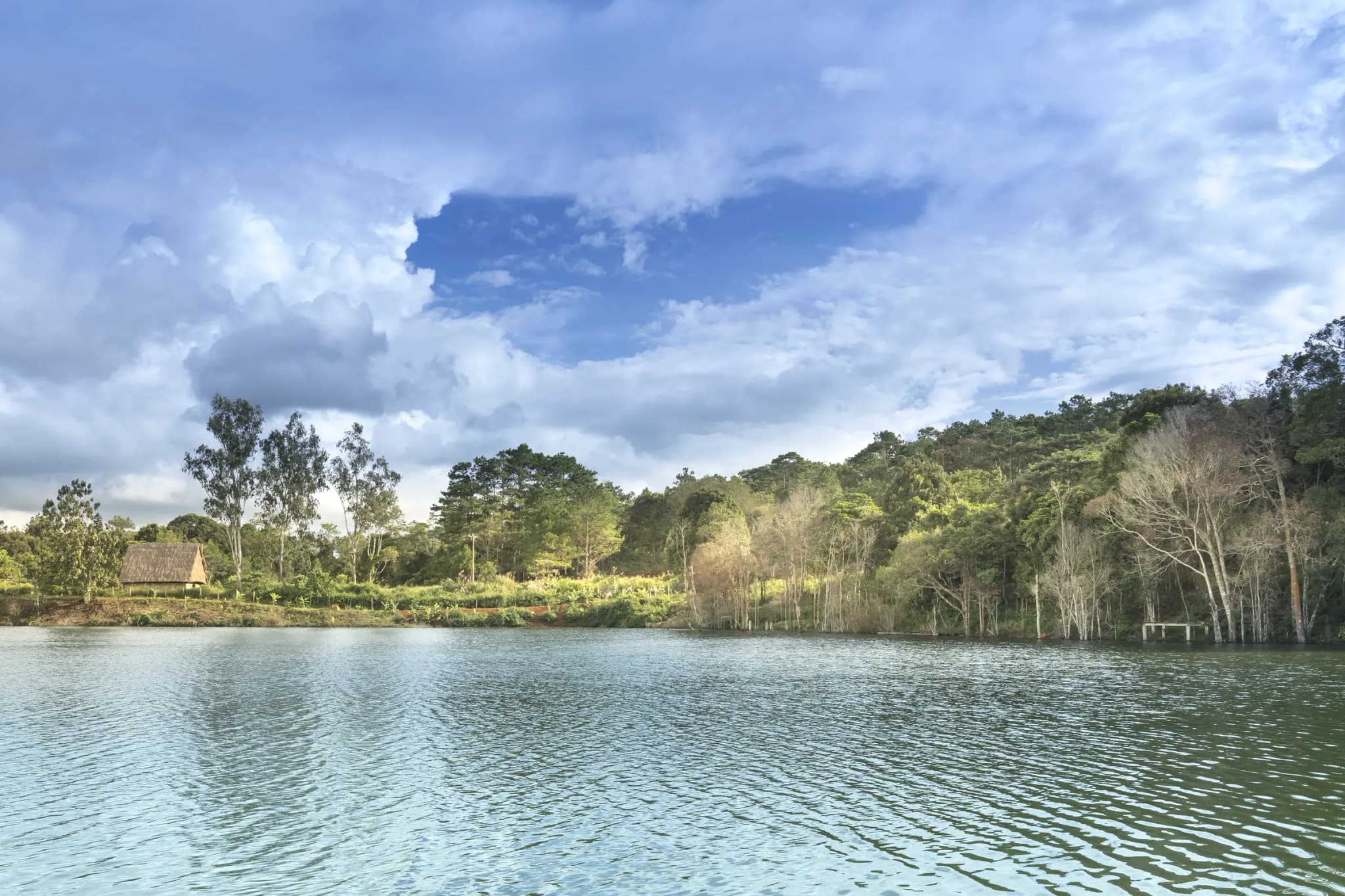 Măng đen 9