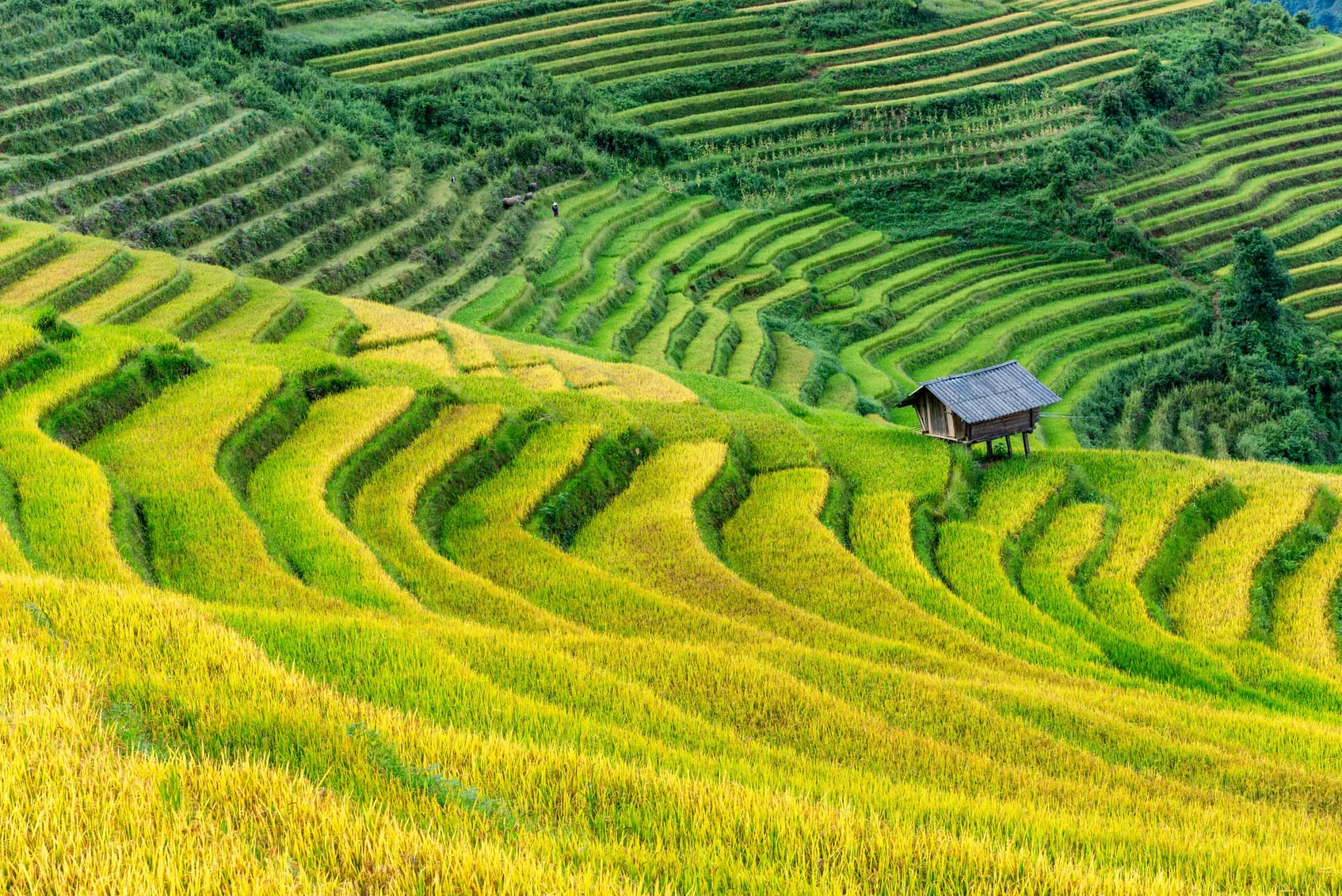 Cẩm nang du lịch Sapa
