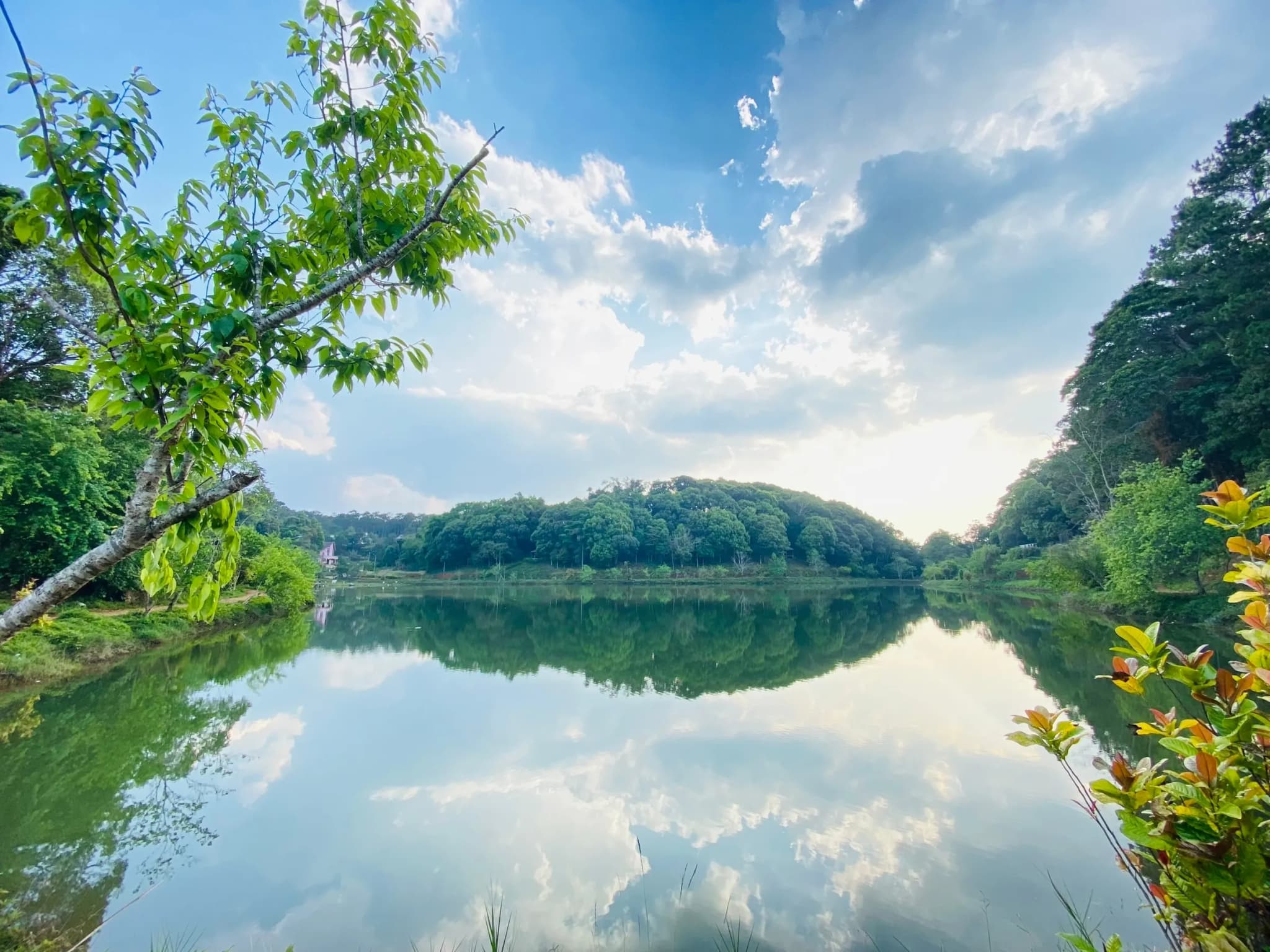 Măng đen 7